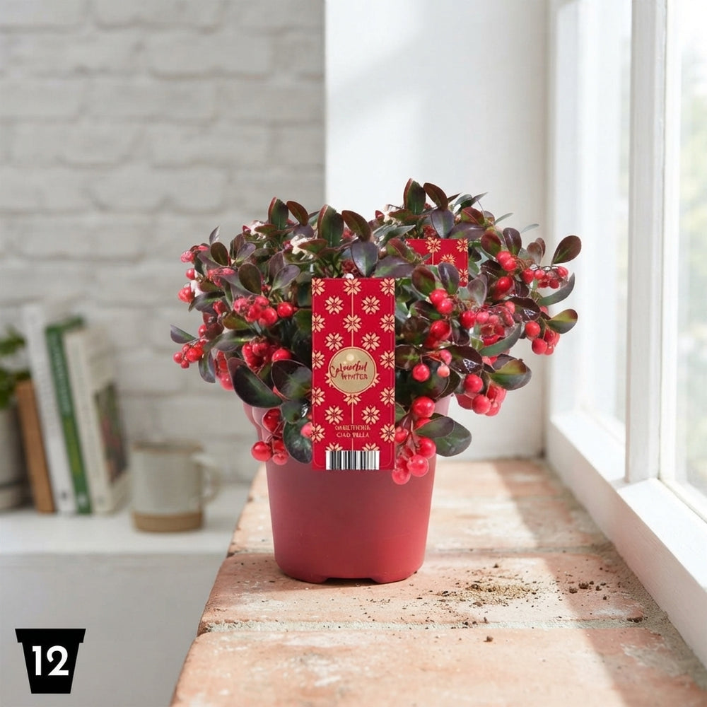 Red Gaultheria ‘Ciao Bella’ – 12cm Pot