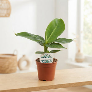 Dwarf Banana Plant (Musa) – 14cm Pot, 40cm High