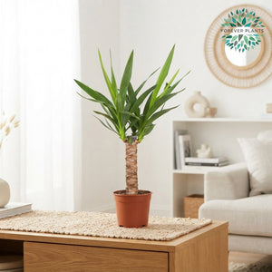 Mixed Green Houseplant in Ceramic Pot – 14cm