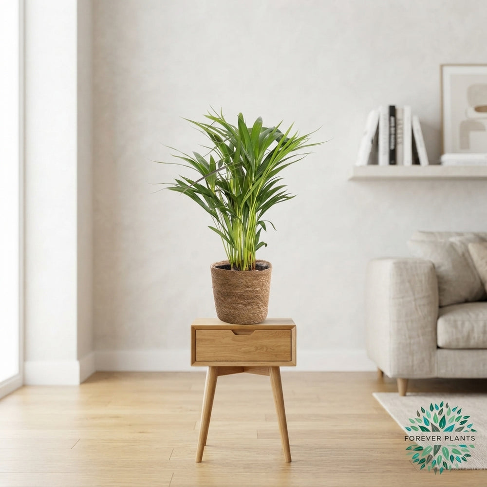 Mixed Green Houseplant Basket ‘Gaby’ – 14cm Pot