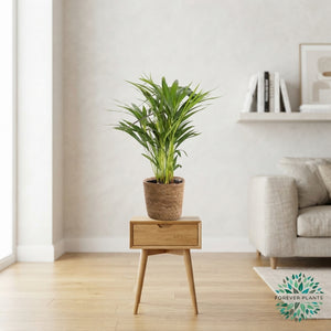 Mixed Green Houseplant Basket ‘Gaby’ – 14cm Pot