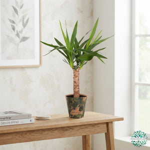 Mixed Green Houseplant in Green Jewels Pot Cover – 14cm Pot