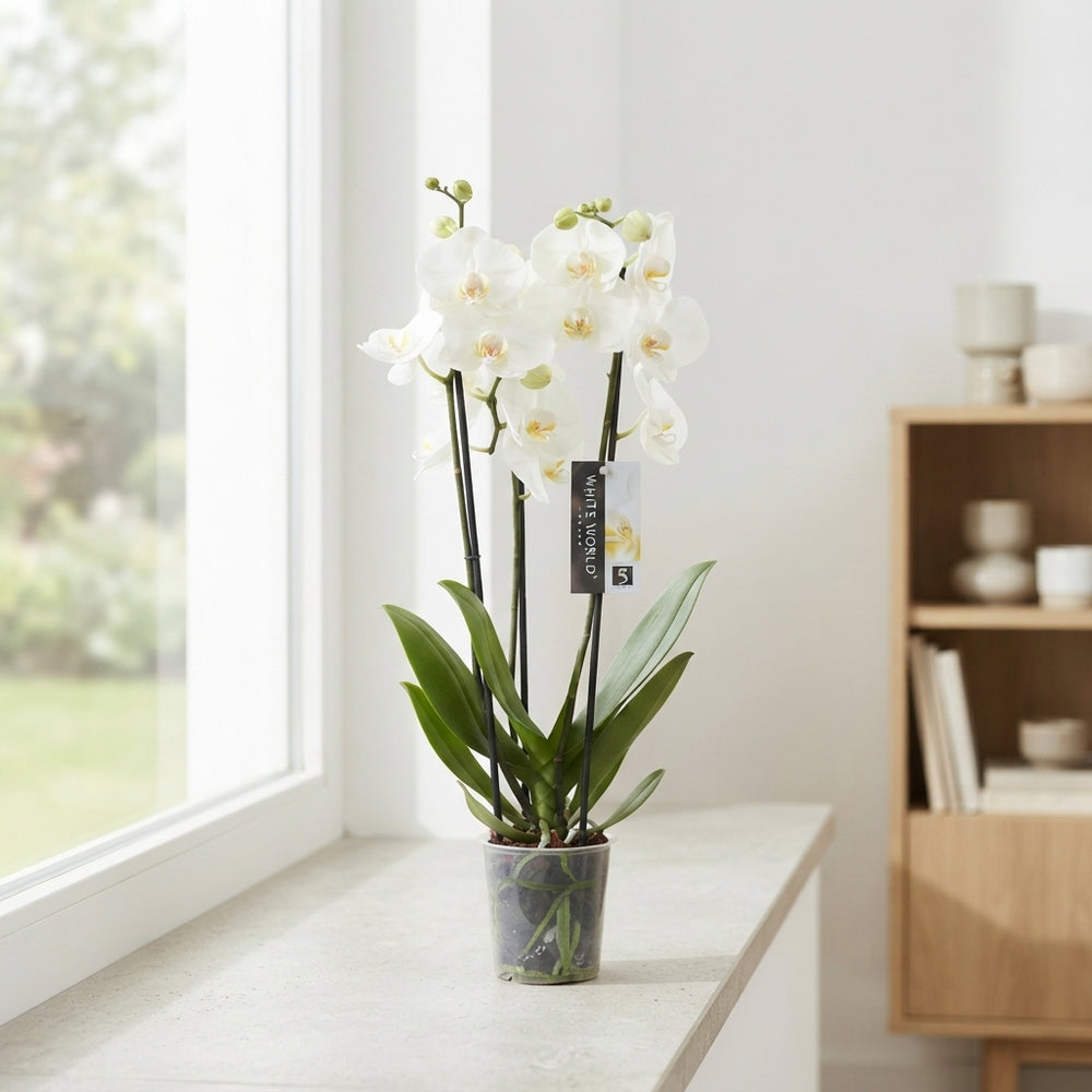 White Phalaenopsis Orchid – 4 Stem, 12cm Pot