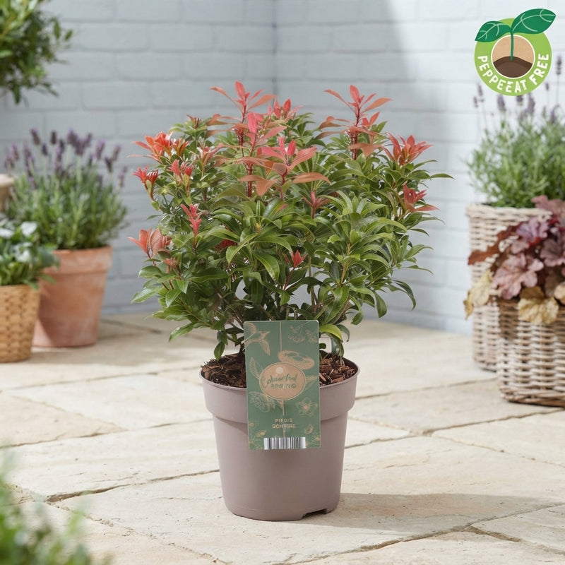Japanese Mountain Fire Pieris – 17cm Pot