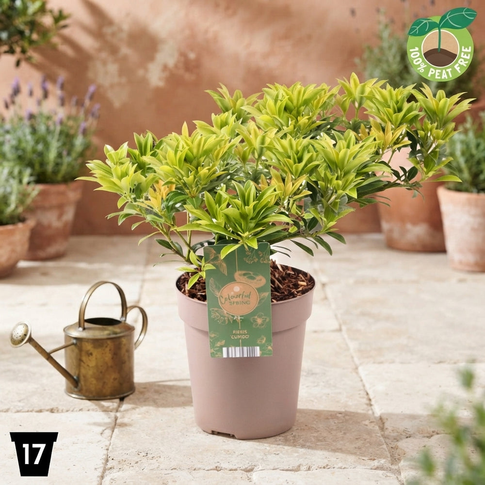 Pieris japonica ‘Cupido’ – 17cm Pot, 30cm High