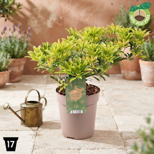 Pieris japonica ‘Cupido’ – 17cm Pot, 30cm High