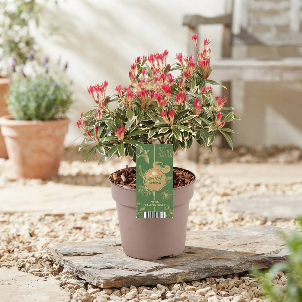 Flaming Silver Japanese Pieris (Pieris japonica) – 17cm Pot