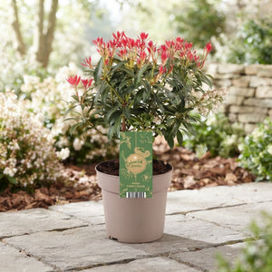 Japanese Pieris ‘Forest Flame’ – 17cm Pot