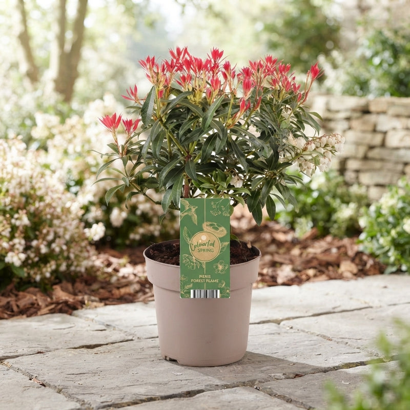 Japanese Pieris ‘Forest Flame’ – 17cm Pot