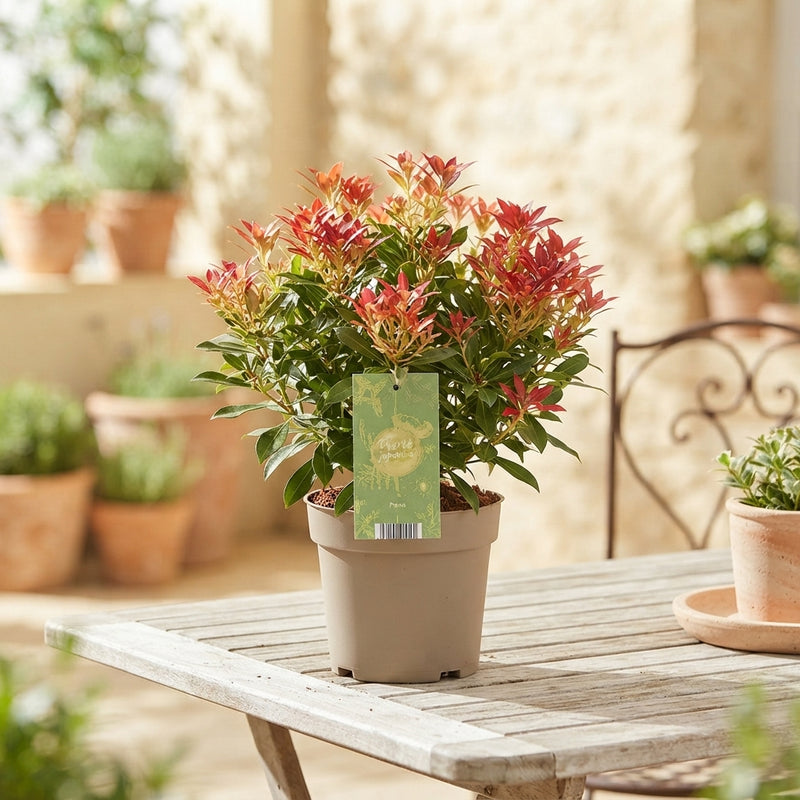 Pieris japonica Mixed Garden Plant – 17cm Pot
