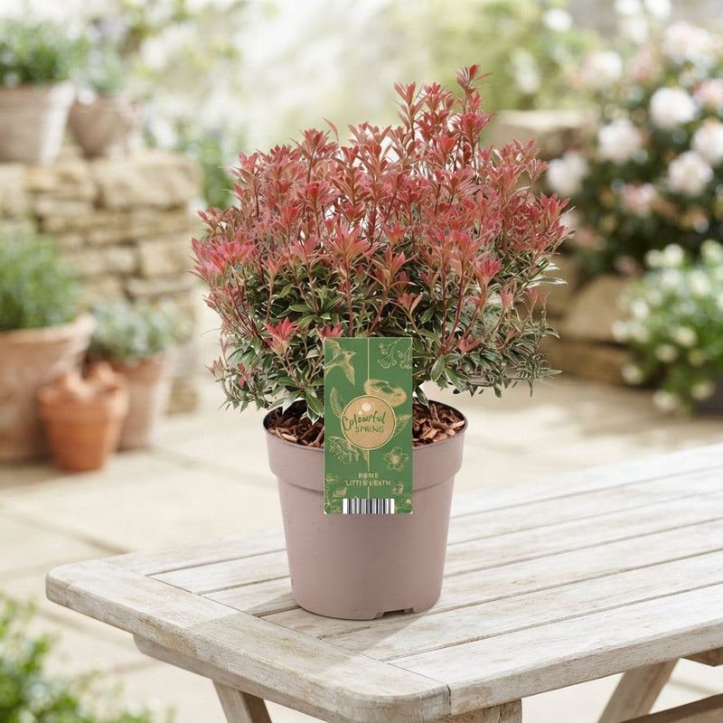 Little Heath Pieris japonica – 17cm Pot
