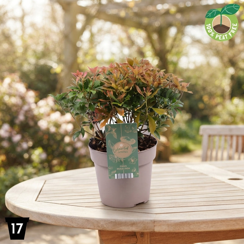 Pieris japonica ‘Rosalinda’ – 17cm Pot