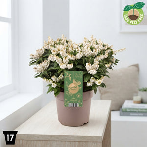 Japanese Pieris ‘Sarabande’ – 17cm Pot