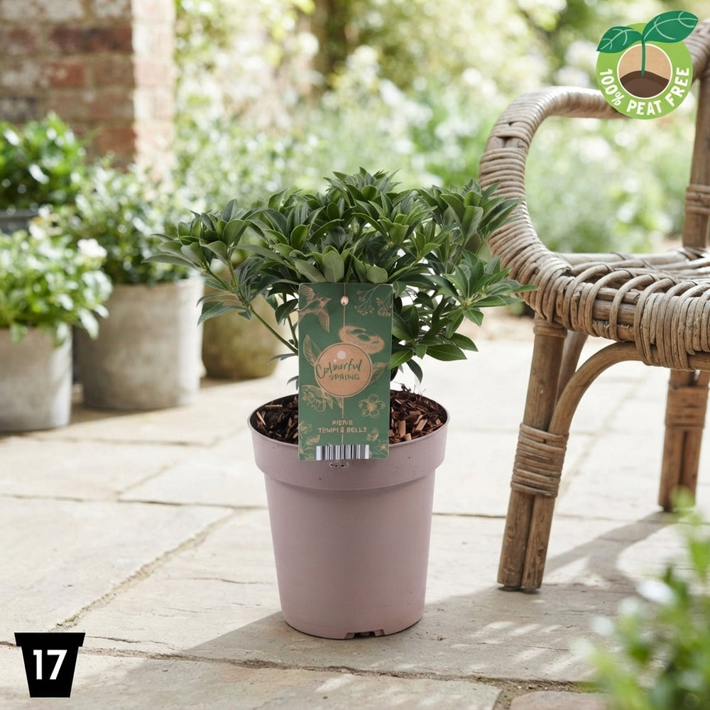 Japanese Pieris ‘Temple Bells’ – 17cm Pot