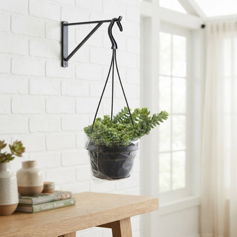 Sedum Burrito – 14cm Pot