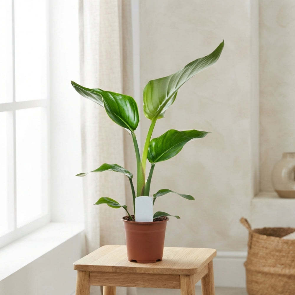 White Bird of Paradise (Strelitzia nicolai) – 14cm Pot