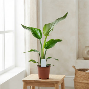 White Bird of Paradise (Strelitzia nicolai) – 14cm Pot
