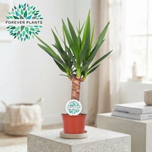 Yucca Houseplant – 14cm Pot, 60cm High