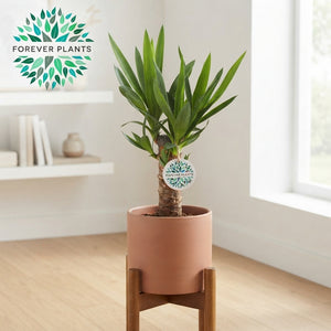 Yucca Houseplant – 12cm Pot, 45cm High