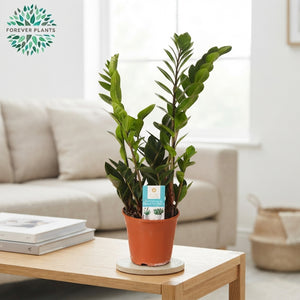 ZZ Plant (Zamioculcas zamiifolia) – 14cm Pot