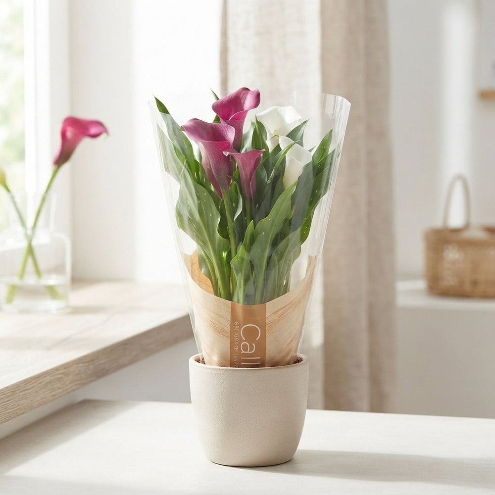 Mixed Zantedeschia Calla Lily – 12cm Pot, 40cm High