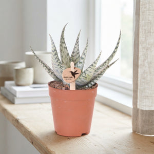 Aloe Bronze Lizard – 9cm Pot