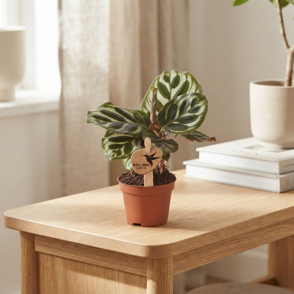 Mixed Calathea Houseplant – 6cm Pot