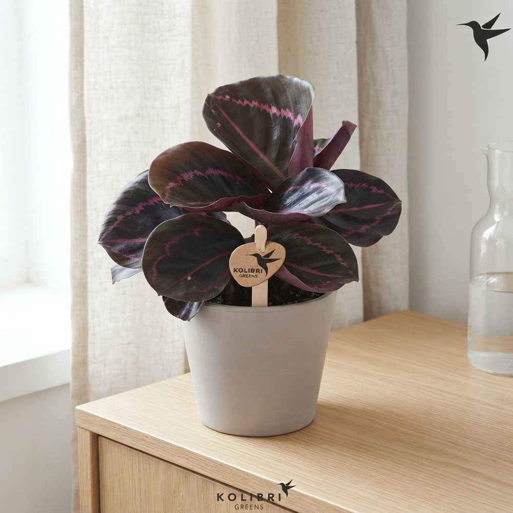 Mixed Calathea Houseplant – 9cm Pot