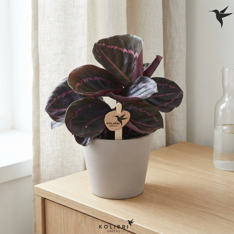 Mixed Calathea Houseplant – 9cm Pot