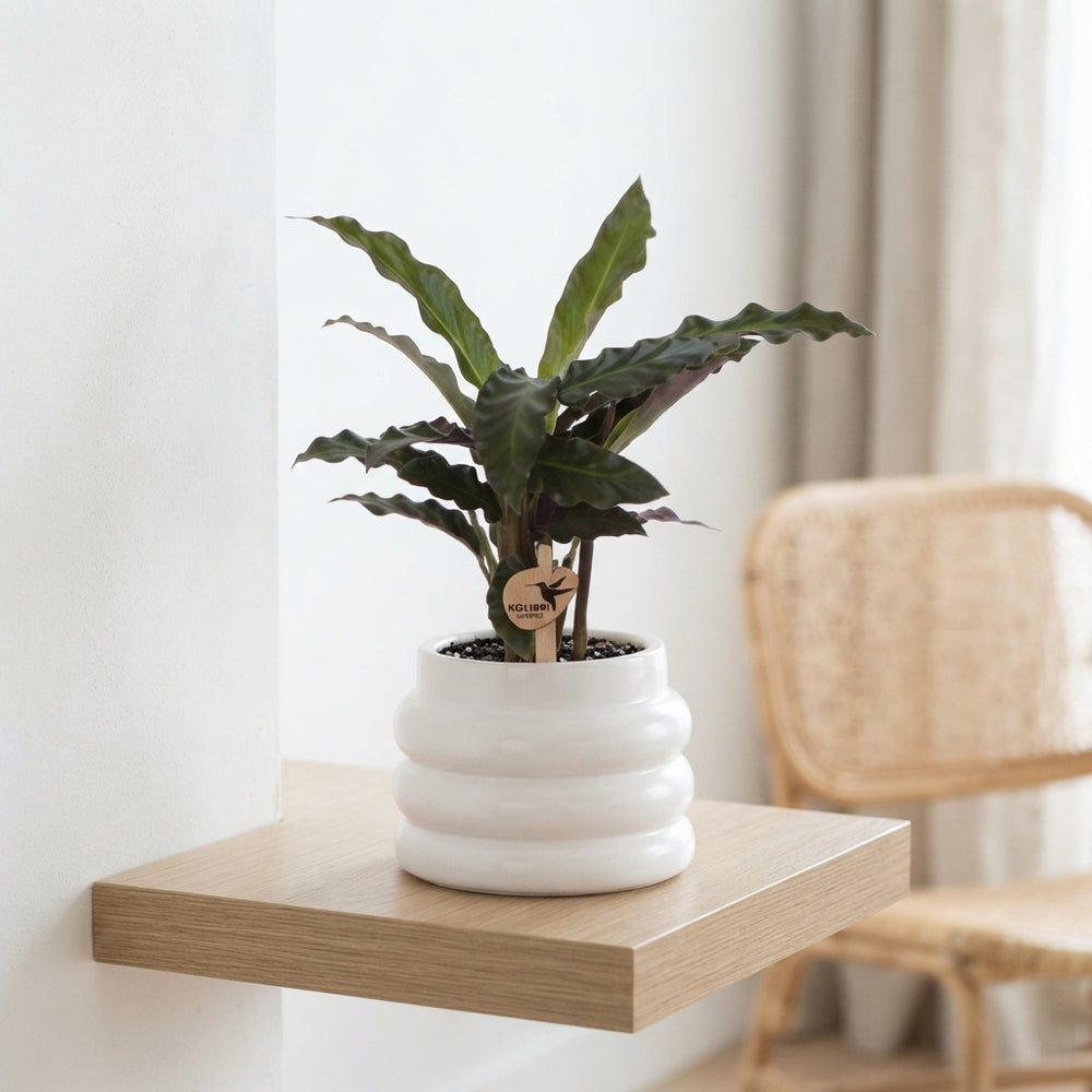 Calathea Mixed Houseplant – 6cm Pot