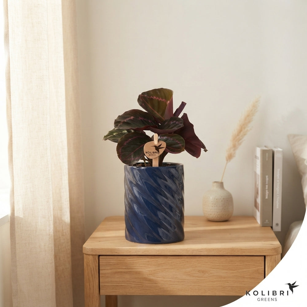 Mixed Calathea Houseplant – 9cm Ceramic Pot