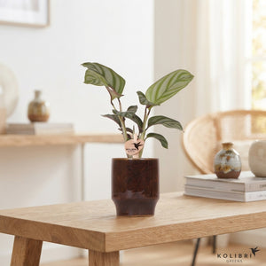 Mixed Calathea Houseplant – 6cm Ceramic Pot