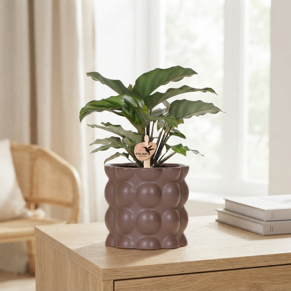 Mixed Calathea Houseplant – 9cm Ceramic Pot