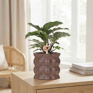 Mixed Calathea Houseplant – 9cm Ceramic Pot