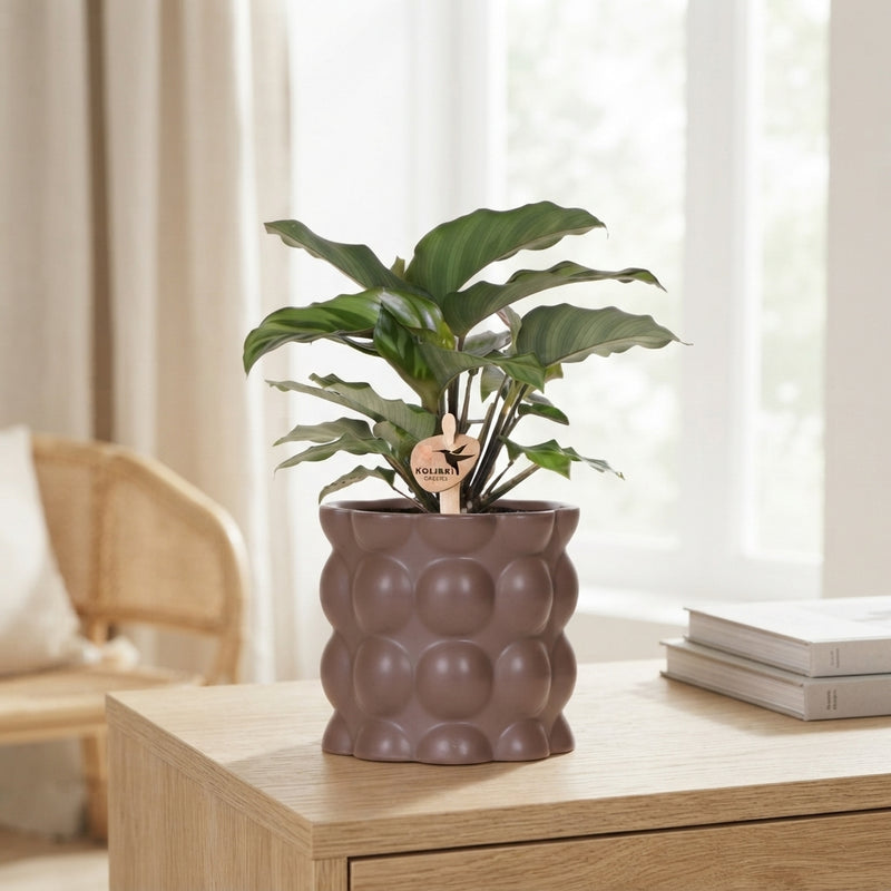 Mixed Calathea Houseplant – 9cm Ceramic Pot