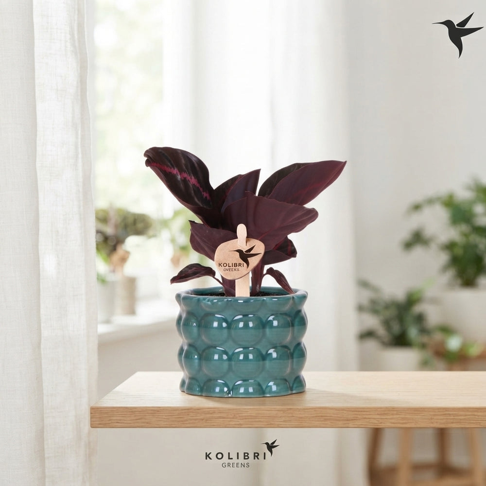 Mixed Calathea Houseplant – 6cm Marrakech Ceramic Pot