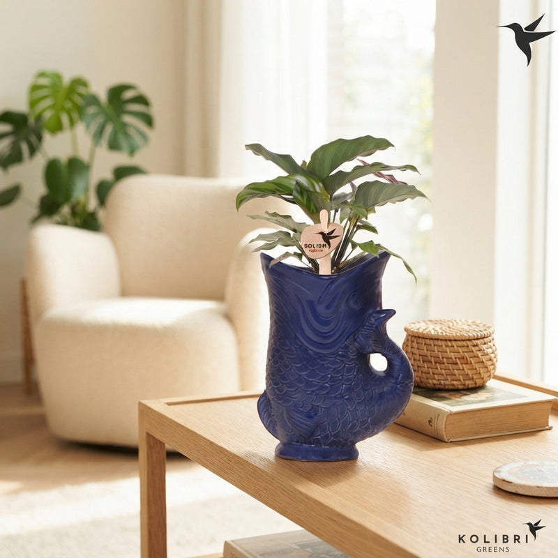 Mixed Calathea Houseplant – 9cm Ceramic Pot