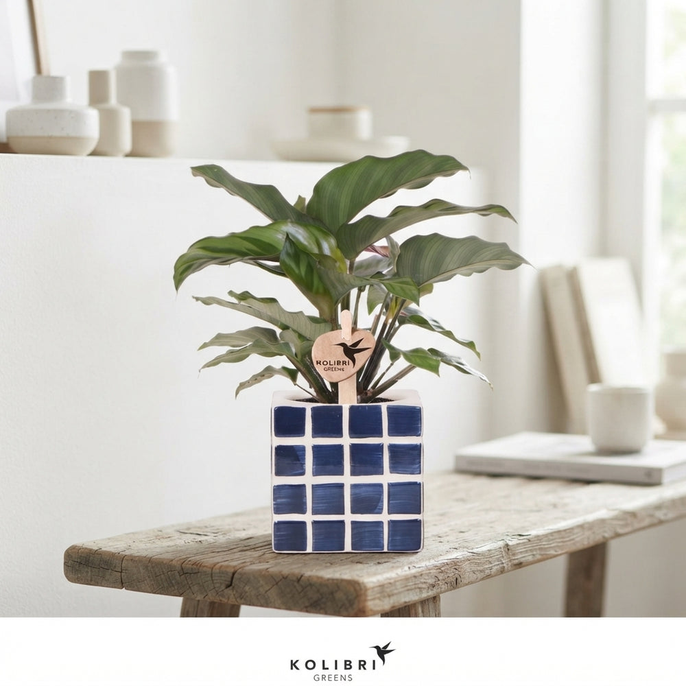 Mixed Calathea Houseplant – 9cm Ceramic Pot