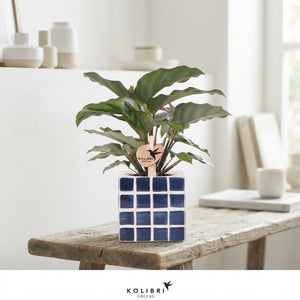 Mixed Calathea Houseplant – 9cm Ceramic Pot