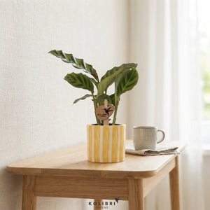 Mixed Calathea Houseplant – 6cm Ceramic Pot
