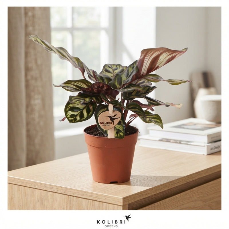 Calathea Makoyana Prayer Plant – 9cm Pot