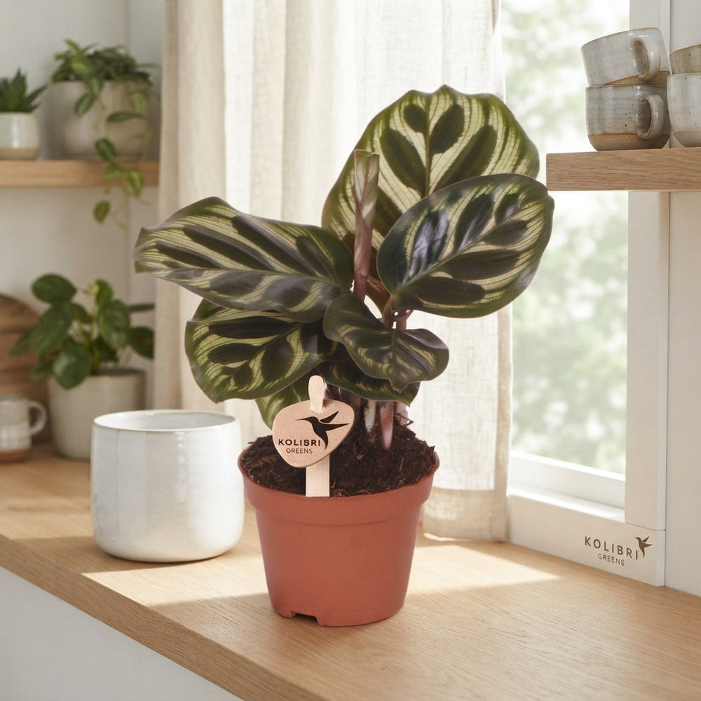 Calathea makoyana Prayer Plant – 6cm Pot