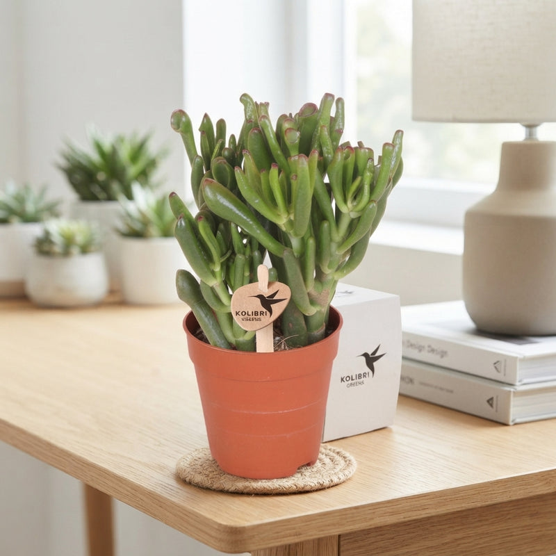 Hobbit Jade Plant (Crassula ovata ‘Hobbit’) – 9cm Pot