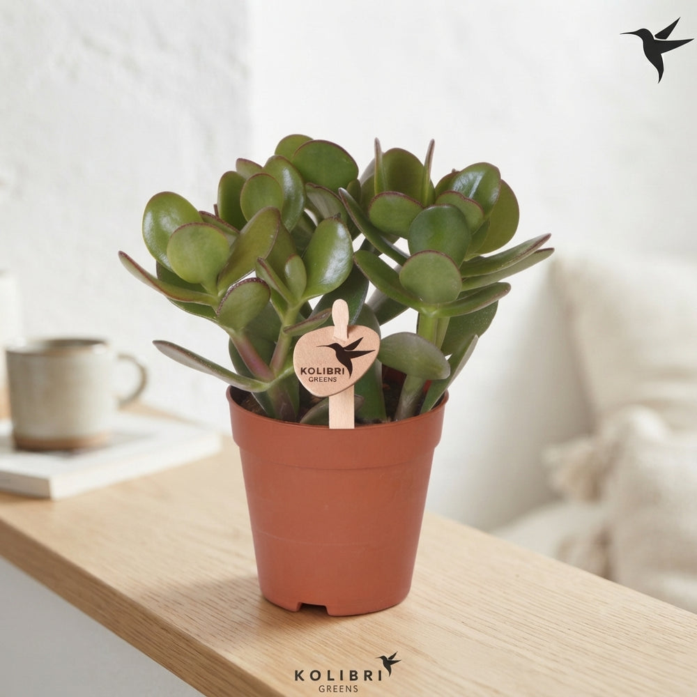 Jade Plant (Crassula ovata) – 9cm Pot