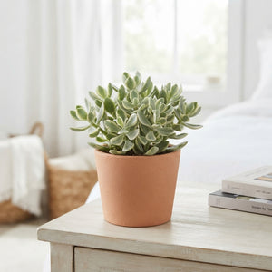 Crassula ‘Ruthus’ Variegata – 12cm Pot