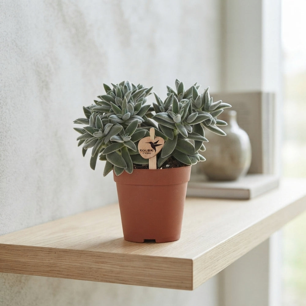 Crassula Succulent – 9cm Pot, Approx. 17cm High