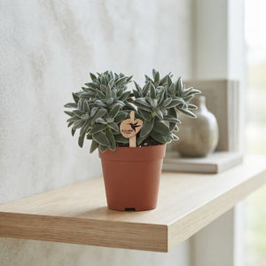 Crassula Succulent – 9cm Pot, Approx. 17cm High