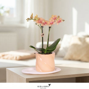 Green Up Your Home Plant Gift Set – 18cm Pot