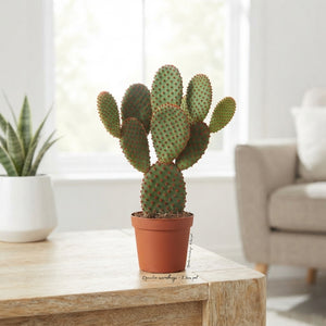 Mixed Opuntia Cactus – 8.5cm Pot