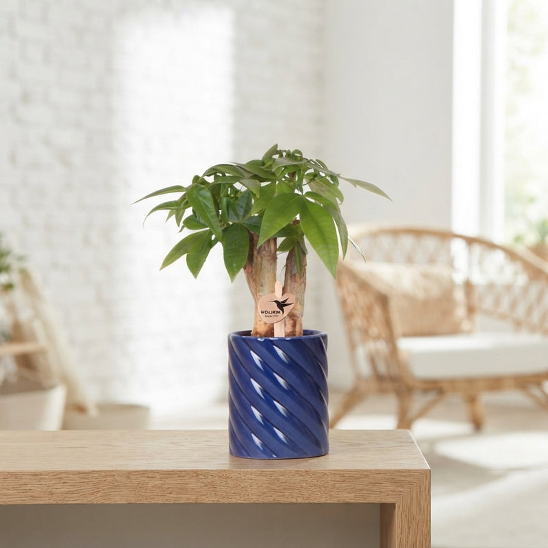 Pachira Aquatica Money Tree – 6cm Pot